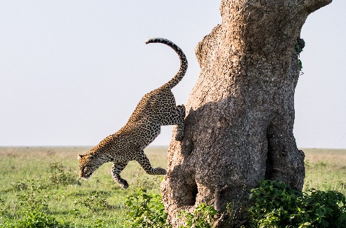About Serengeti wildlife safaris