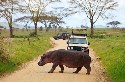 1 day Tanzania safari to Lake Manyara National Park in 2024 and 2025
