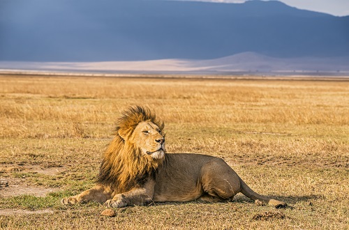 4 days Tanzania safari to Tarangire, Serengeti, and Ngorongoro