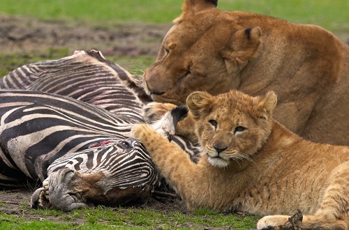 Tanzania big 5 safari tours