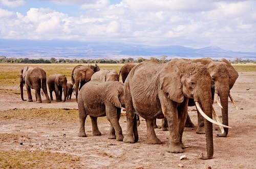 1 day safari to Tarangire National Park in 2024 and 2025